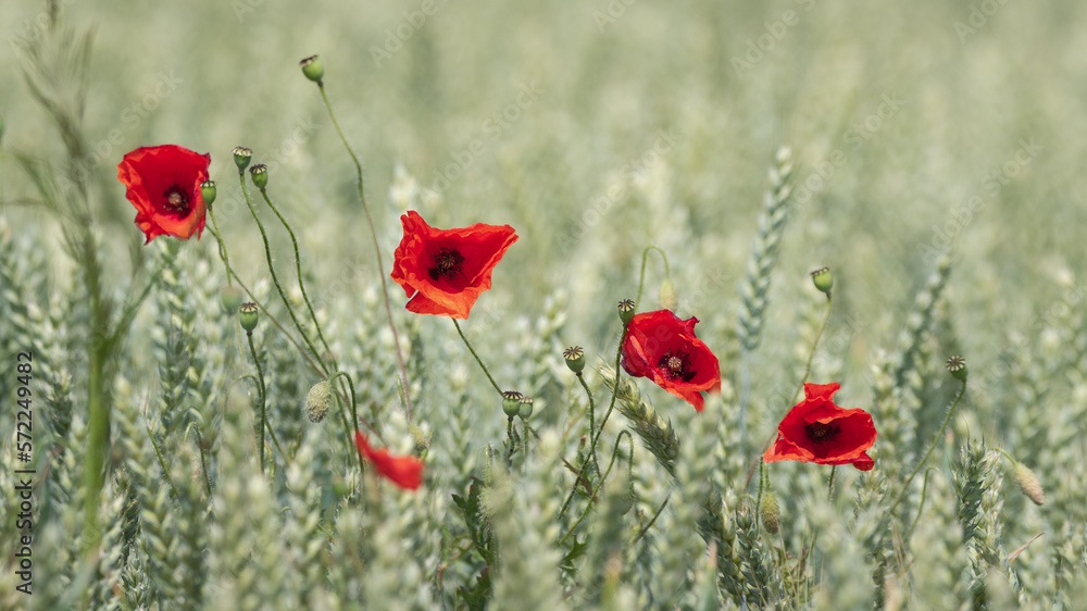 Obraz premium Coquelicots dans un champs de blé