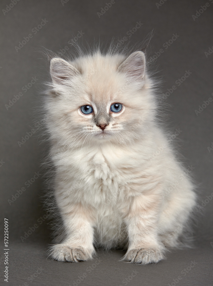 Fluffy playful white cat on a gray background Looks up and sideways Fluffy playful white cat on a gray background Looks up and sideways