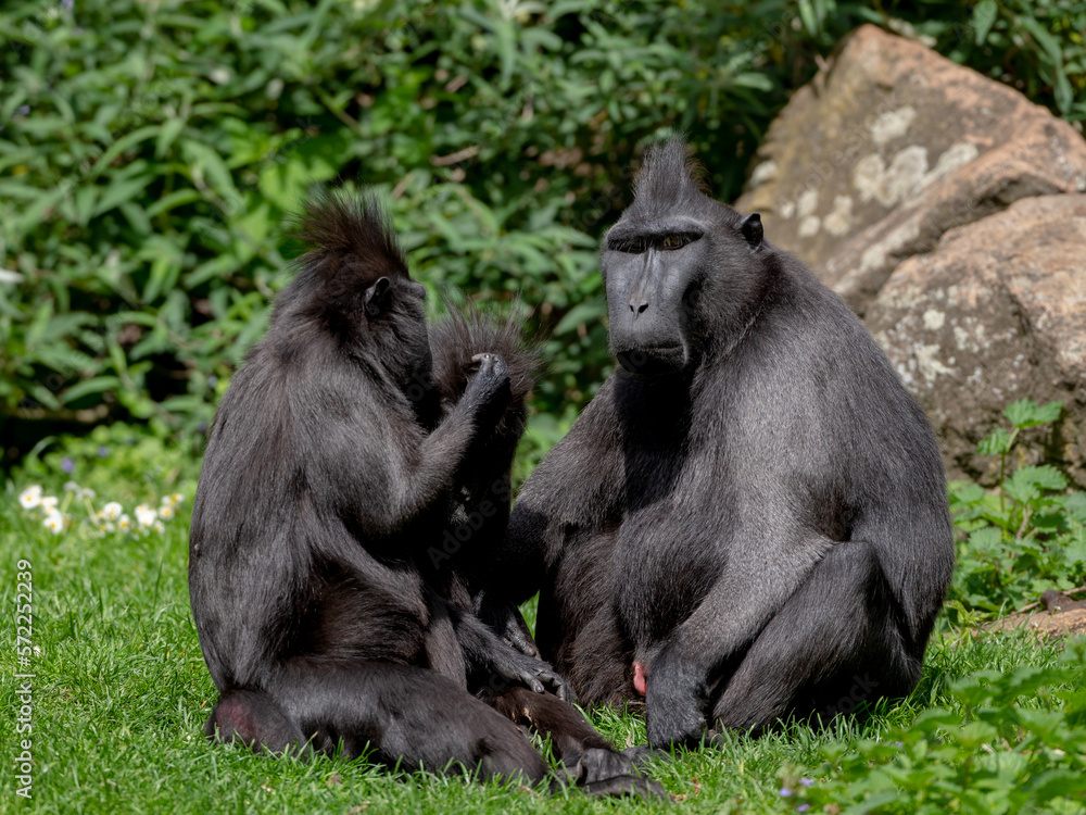 Obraz premium Gorille