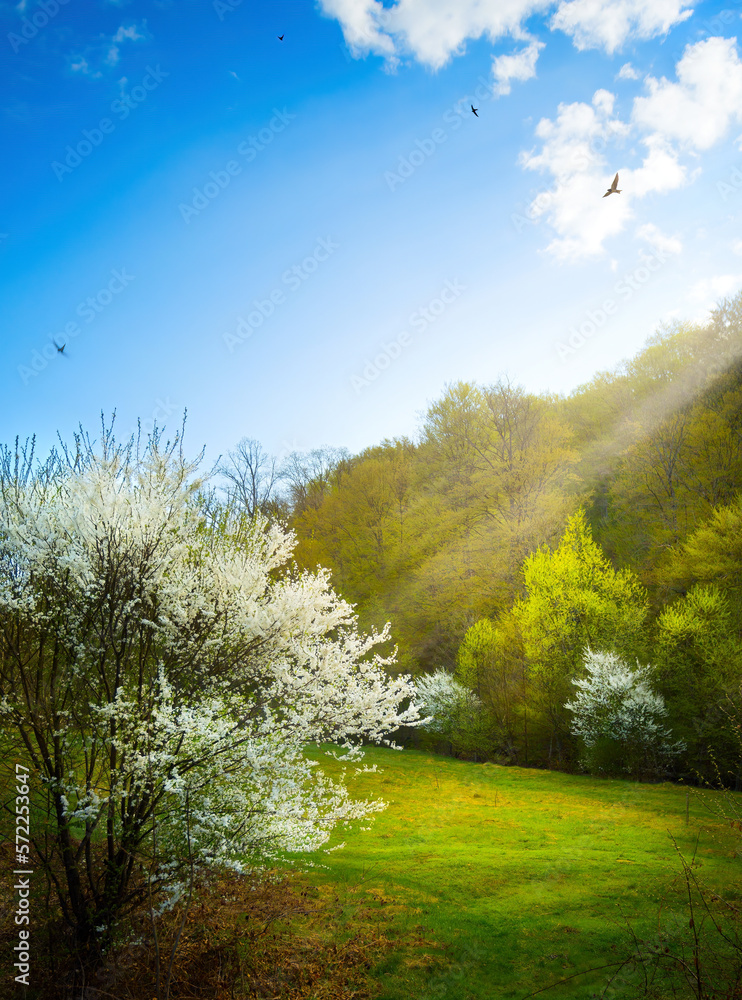 Beautiful spring landscape. Beautiful nature with blossoming fruit tree and spring forest against blue sunny sky with clouds