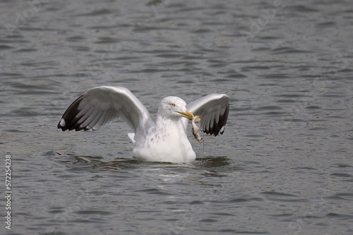 The herring gull holding artificial fishing lure.