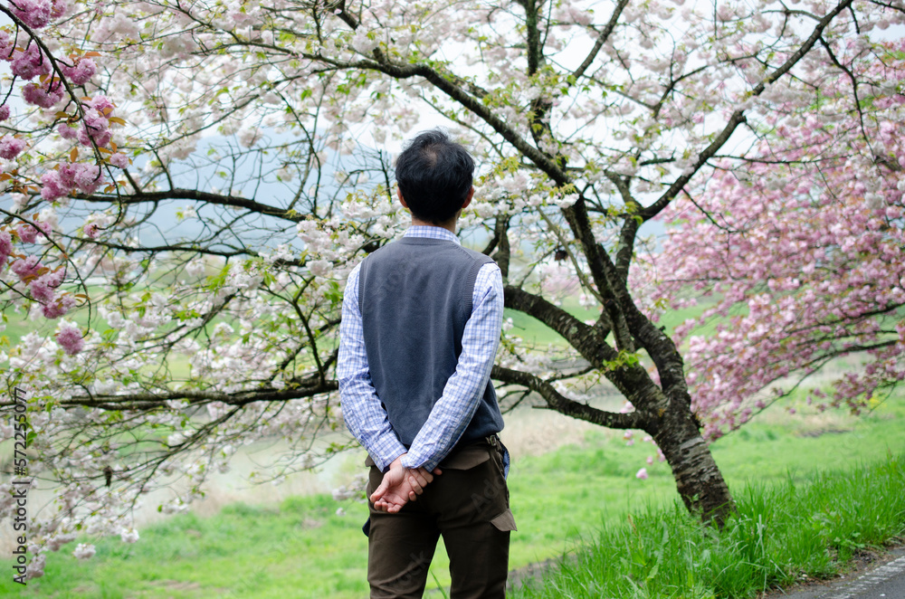 桜並木を散歩する男性 桜並木を散歩する男性