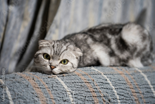 寝てるのに起こされた猫