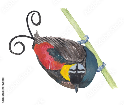 Bird of paradise Tropical bird illustration Colorful and bright exotic bird Gouache painting hand painted clipart Png file with transparent background Animal hand drawing photo