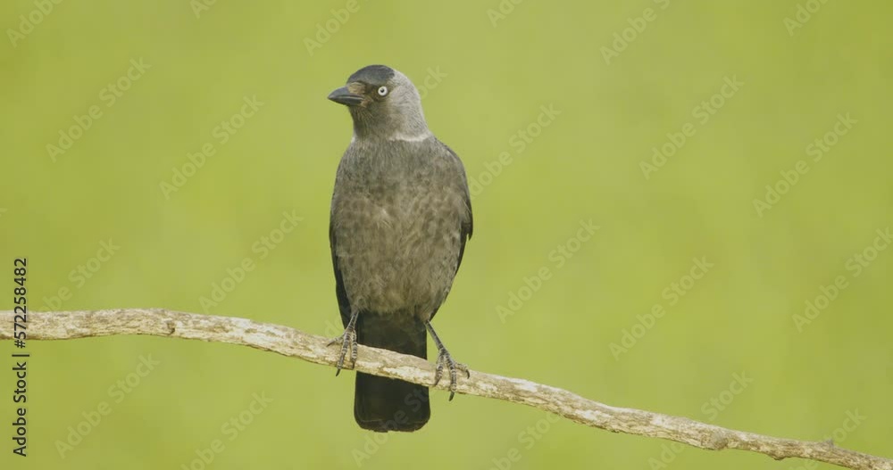 Black Jackdaw Bird Sits On A Branch. Slow Motion Image Black Jackdaw Bird Sits On A Branch. Slow Motion Image