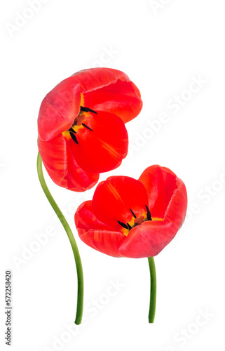 spring colorful flowers tulips. floral collection.