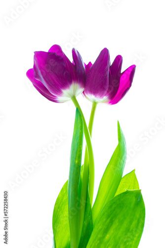 Greeting card. spring flowers tulips isolated on white background. floral collection.