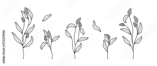 Botanical hand drawn branches, minimalist flowers with elegant leaves. Minimal feminine botanical flower branch with berries. Botanical greenery trendy vector isolated on white background.