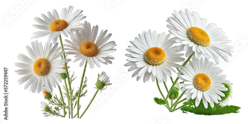 Daisy flowers transparent background , ai generated