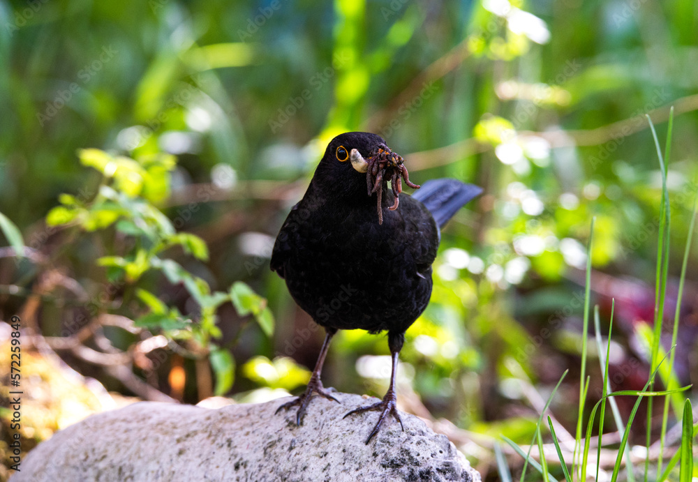 Obraz premium Amselhahn mit Würmern im Schnabel auf einem Stein