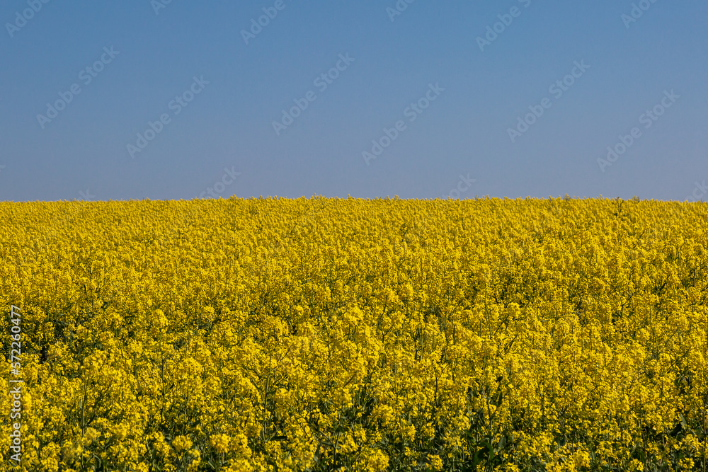 A field of yellow oilseed rape crops on a sunny spring day A field of yellow oilseed rape crops on a sunny spring day