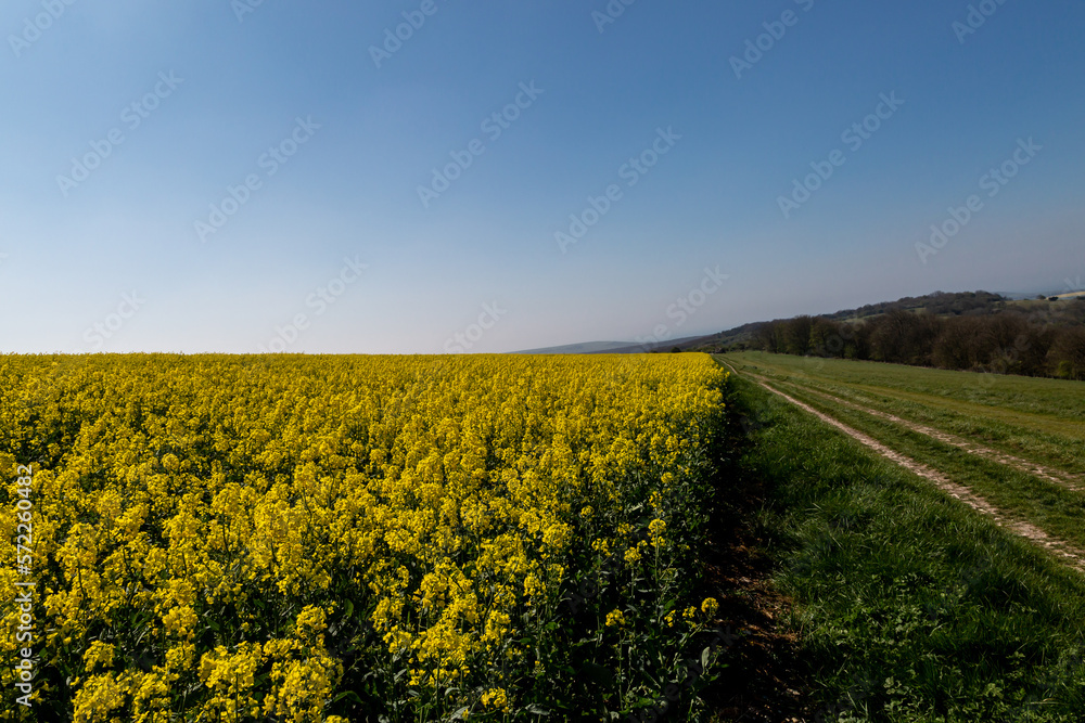 A rural South Downs spring landscape on a sunny day, with a rapeseed field beneath a blue sky