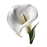 white calla flower transparent background, ai generated