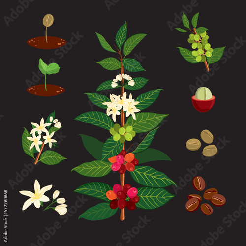 Beautiful and colorful botanyshe illustration of a coffee plant and tree. The Coffee Tree, Showing Details of Flowers and Fruit. Illustration for wall chart Coffeetree (Coffea arabica)