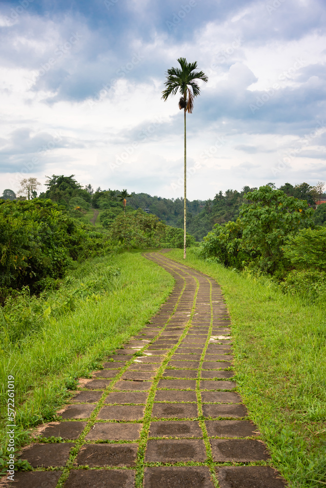 Campuhan ridge walk in Bali, Indonatia. A famous pathway in tropical forest