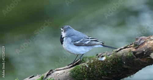 Detail of white wagtail, Motacilla alba, perched on branch looking for insect as feed. Wildlife breeding season. Small passerine bird in summer nature. Flowing river in background. Bird in habitat.