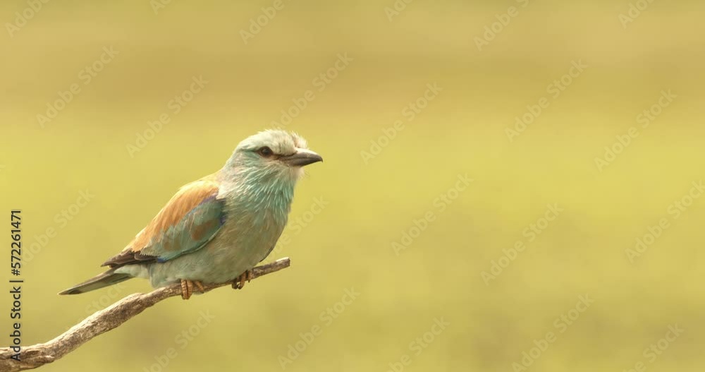 European Roller - Coracias Garrulus Colourful Blue Bird European Roller - Coracias Garrulus Colourful Blue Bird