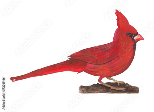 Fotografie Red cardinal bird Winter gouache illustration Hand painted and hand drawn clipar