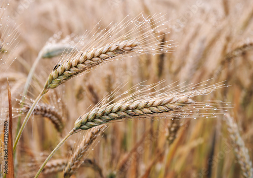 cornfield, wheat flour, rye flour, ears of grain, grain, corn, harvest, baking bread, flour, bread, cornfield, wheat, economy, europe, 