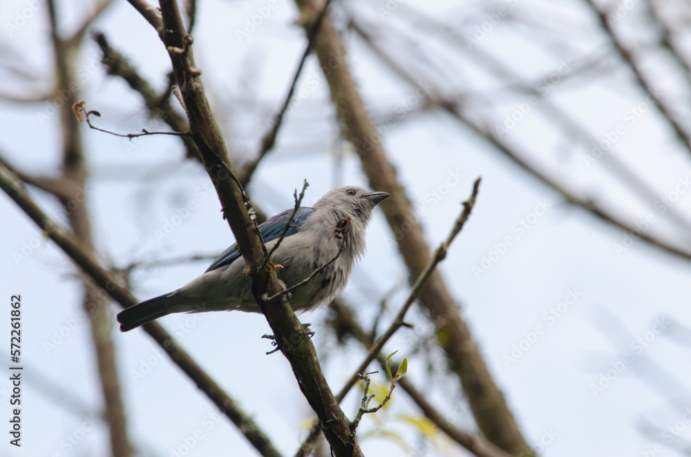 Gray blue bird in the tree Gray blue bird in the tree