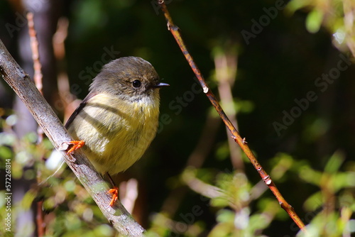 A close-up shot of a cute female Tomtit or Miromiro (Petroica macrocephala) sitting on a bush, New Zealand endemic photo