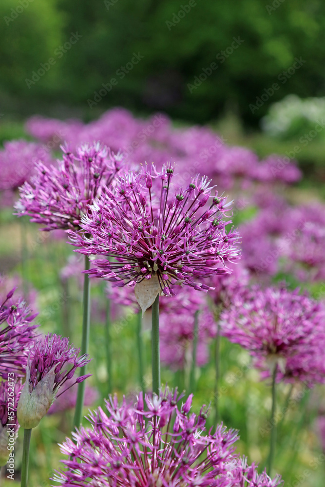 Bed of Giant Onion Blooms, Derbyshire England
Bed of Giant Onion Blooms, Derbyshire England