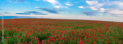 Beautiful field with red poppies, panoramic photo photo