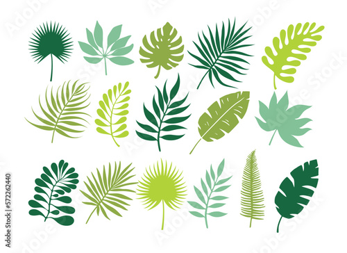 Set of tropical leaves. Jungle foliage. Green palm leaves on the white background. Tropical vector set