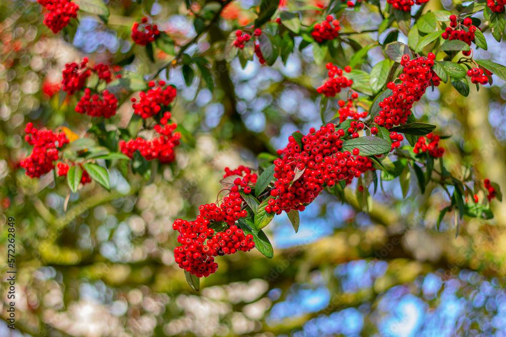 bunches of red rowan berries on tree branches, close-up bunches of red rowan berries on tree branches, close-up