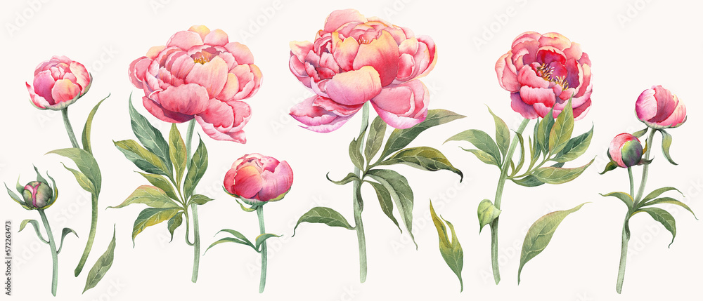 Set of pink peony branches with buds and leaves. Watercolor illustration isolated on white background.