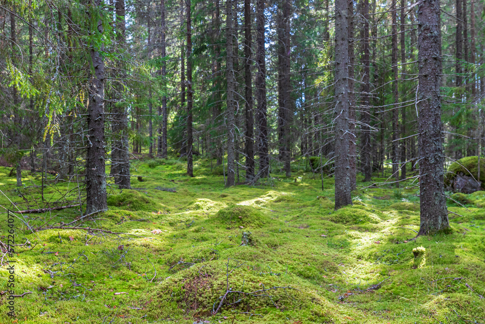 Obraz premium footpath in the woods