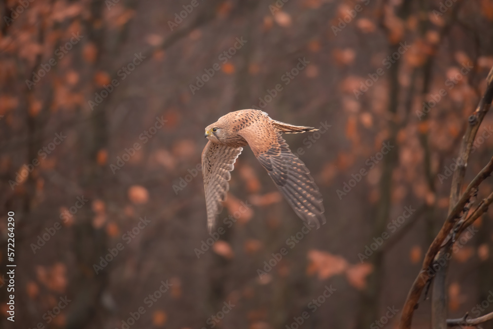 Common kestrel (Falco tinnunculus) is a bird of prey species belonging to the kestrel group of the falcon family Falconidae. Also known as the European kestrel, Eurasian kestrel. Common kestrel (Falco tinnunculus) is a bird of prey species belonging to the kestrel group of the falcon family Falconidae. Also known as the European kestrel, Eurasian kestrel.