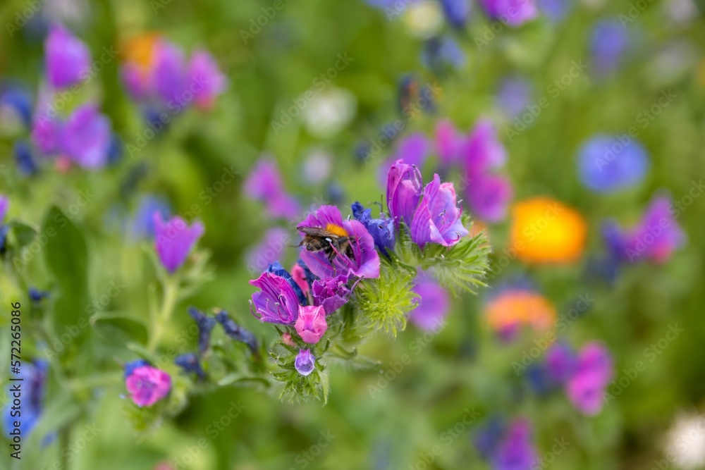 bumble bee collecting nectar from pink flowers of viper's bugloss with colourful wildflowers blurred in the background bumble bee collecting nectar from pink flowers of viper's bugloss with colourful wildflowers blurred in the background