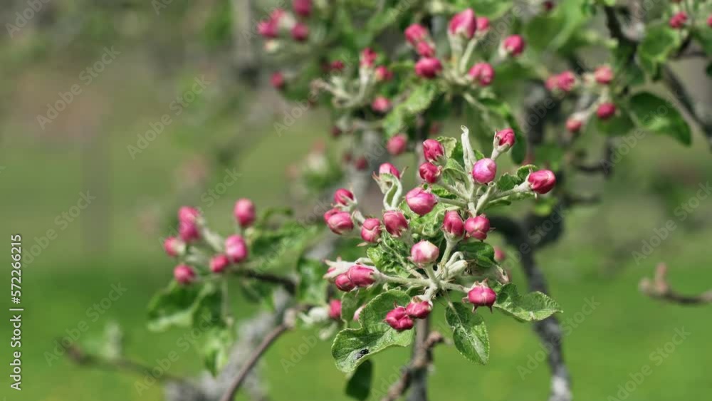 Apple tree flowers blossom, close up. Spring flowering apple tree Apple tree flowers blossom, close up. Spring flowering apple tree
