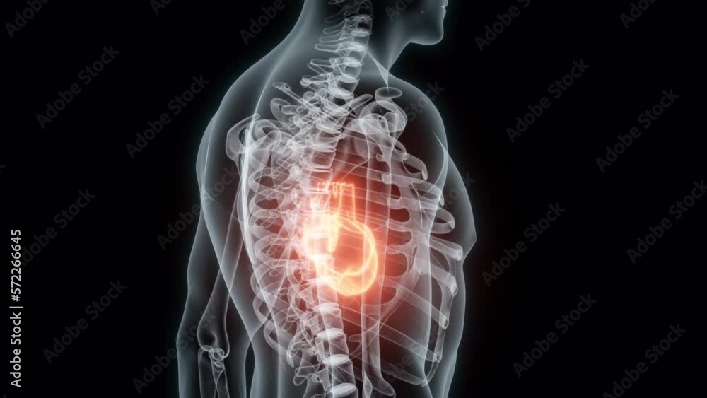 3D rendering Medical Animation of a Human Heart.Xray of a Beating