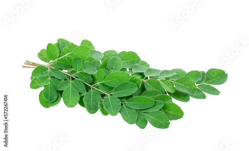 Moringa leaves on transparent png photo