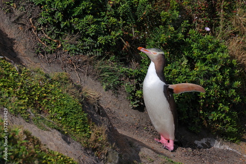 An adult Yellow-eyed penguin or hoiho (Megadyptes antipodes) is flapping wings. This species is endangered and is endemic to New Zealand.  photo