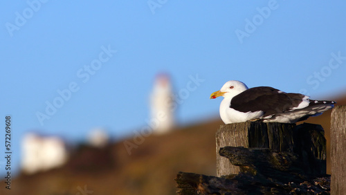 A Southern black-backed gull or Karoro  Larus dominicanus  is sitting on the post along the Aramoana mole  blue sky and Taiaroa head lighthouse as backgrounds  in Dunedin  New Zealand