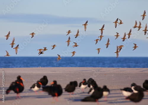 Double-banded plovers or Banded dotterels (Charadrius bicinctus) flying over the beach, with endemic South Island oystercatchers (Haematopus finschi) and Variable oystercatchers (Haematopus unicolor) photo