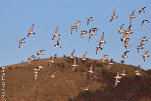Wintering Bar-tailed godwits (Limosa lapponica) flying over the beach and the hill, with blue sky background, at Warrington beach, Otago, New Zealand photo