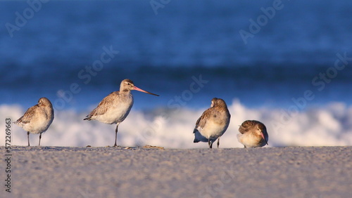 Wintering Bar-tailed godwits (Limosa lapponica) resting on the beach after long migration (blurred sea background), at Warrington beach, Otago, New Zealand