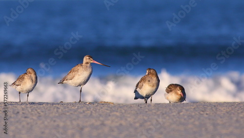 Wintering Bar-tailed godwits (Limosa lapponica) resting on the beach after long migration (blurred sea background), at Warrington beach, Otago, New Zealand photo