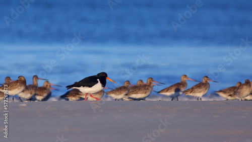 Many Bar-tailed godwits (Limosa lapponica) resting on the beach after long migration, together with a New Zealand endemic South Island oystercatcher (Haematopus finschi), at Warrington beach, Otago NZ photo