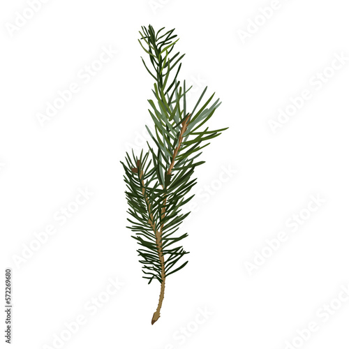 fir branch vector illustration on white isolated background