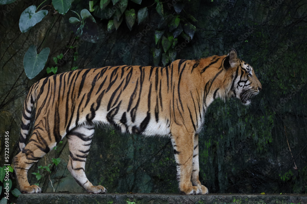 Close up Indochinese tiger is beautiful animal and dangerous in forest