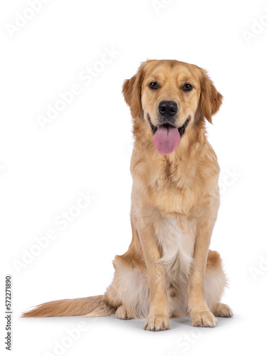 One year old young Golden Retriever dog, sitting up face to camera. Tongue out panting. Isolated on a white background.