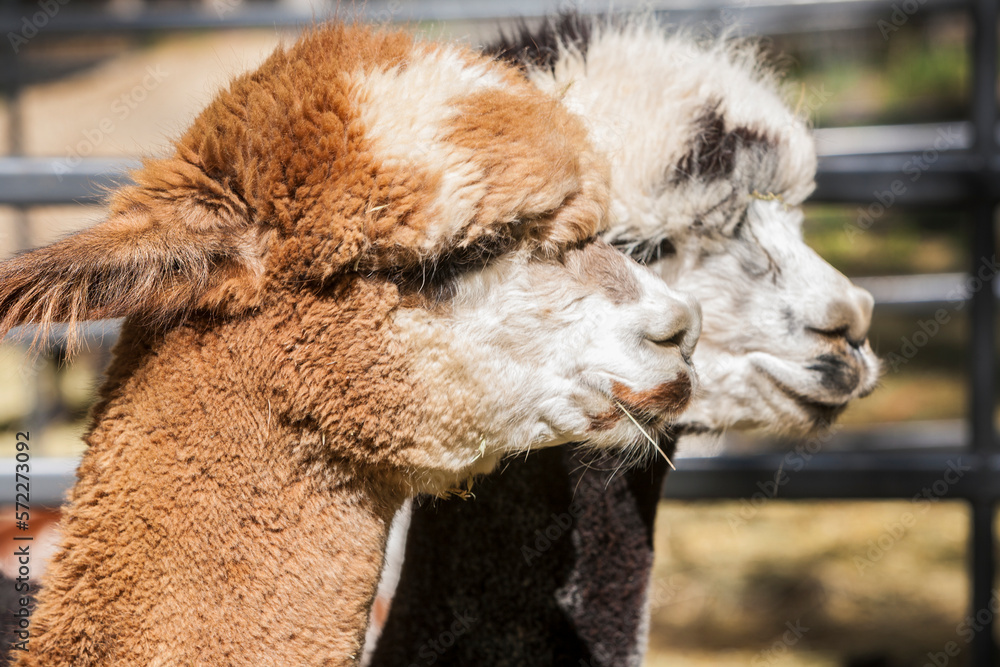 Obraz premium Alpacas near Montrose, Colorado