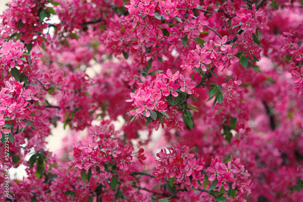 Obraz premium Beautiful spring seasonal background with bright pink flowers of apple or sakura blossom on a branch in park or botanical garden, colorful outdoor natural floral vertical texture in japanese style