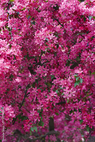 Gentle pink flowers of apple blossom in soft focus, vertical spring outdoor texture with one focused branch and blurred branches in background as copy space, colorful closeup floralwallpaper photo