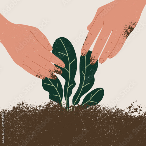Hands planting a herb in a soil. Work in a garden